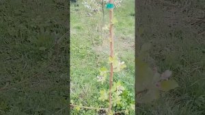 05.04.2025 яблоня Юнона