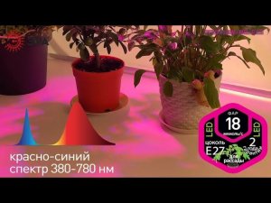 Фитолампа для растений светодиодная ЭРА FITO-10W-RB-E27 красно-синего спектра