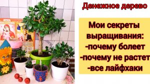 Все о Толстянке "ДЕНЕЖНОМ ДЕРЕВЕ"