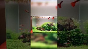 Аквариум пенек