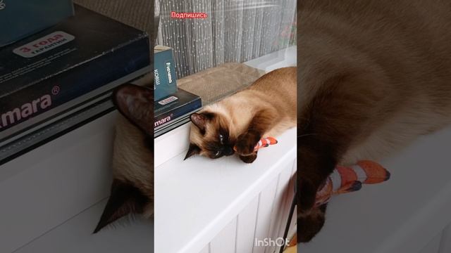 🐱Моя💖любименькая🐠 #кошка Ладушка #смешныекоты #тайская кошка #котики #коты