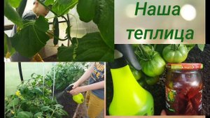Домашняя теплица.Опрыскивание растений настоем луковой шелухи.