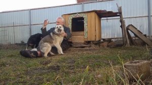 Собаки - это ангелы.