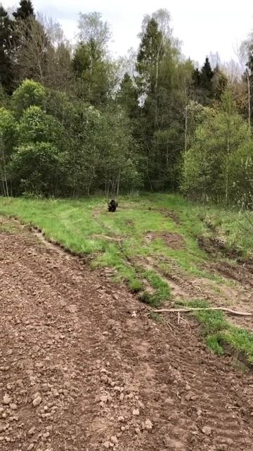 Медвежонок заблудился в лесу смотреть онлайн