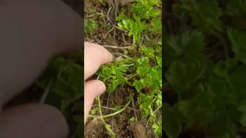 Зелень оставшаяся с прошлого года