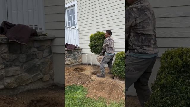 Planting Green Mountain Boxwood смотреть онлайн