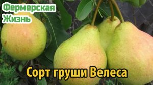 Сорт груши Велеса