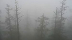 Psychonaut 4 - Personal Forest[lyrics]