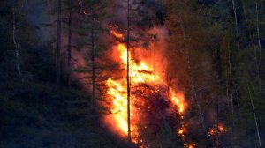В плену огня: в Дагестане уже третьи сутки бушуют лесные пожары
