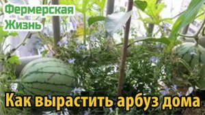 Как вырастить арбуз дома из косточки