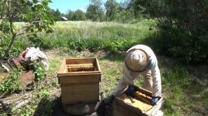 Работа с роями на пасеке.