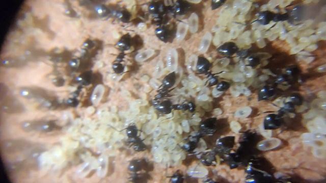 Crematogaster cf. cerasi