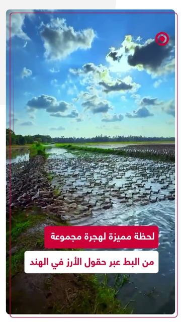 مجموعة من البط تهاجر عبر حقول الأرز الهندية