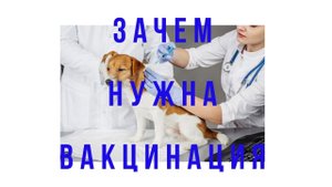 Зачем нужна вакцинация кошек и собак? Как делают прививки кошка и собакам.