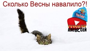 Зима пришла в начале апреля в Тверь. Красивые кадры заснеженного леса....