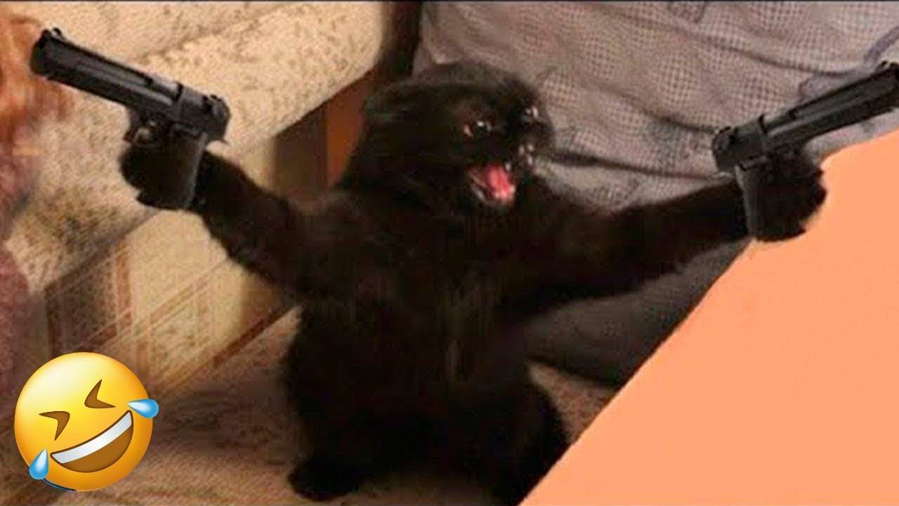 Если Ты засмеешься, ты проиграешь 🤣 Самые смешные собаки и кошки 😹🐶
