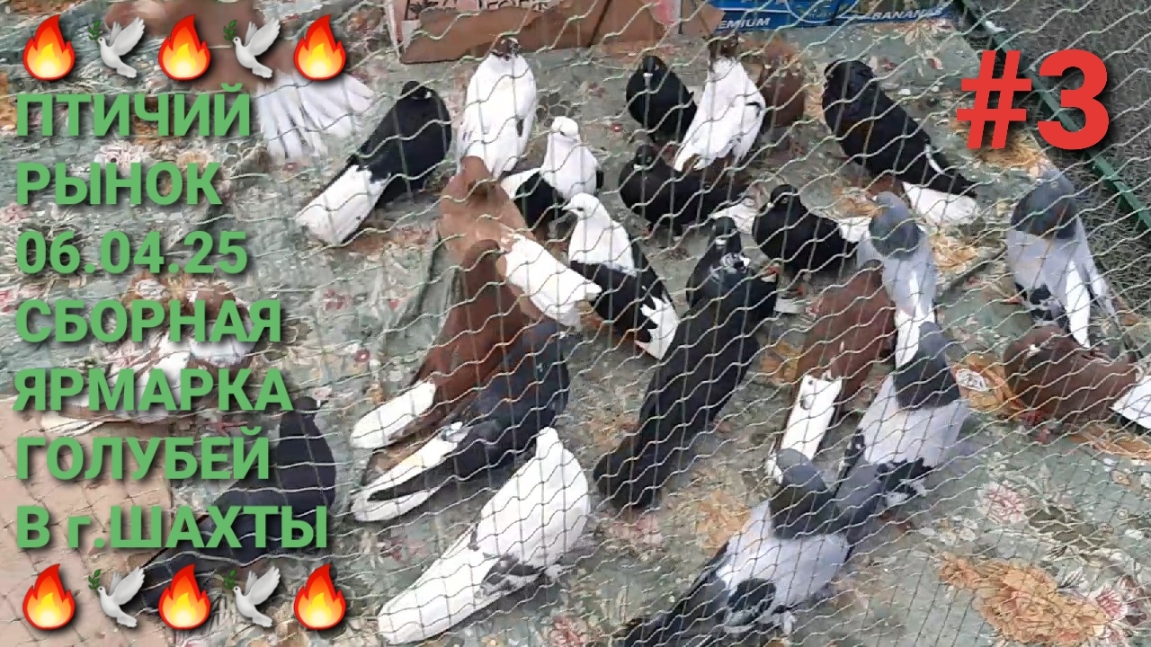 🔥🔥🔥 Птичий рынок г.Шахты 06.04.25. Сборная ярмарка голубей. Pigeons Fair. Bird Market.