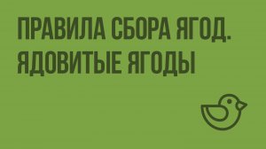 Правила сбора ягод. Ядовитые ягоды. Видеоурок по окружающему миру 1 класс