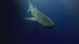 Мальдивы | ночное кормление китовой акулы