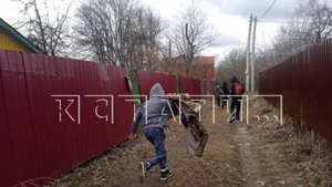 Подростковая банда с дубинами устраивает погромы в садоводчествах, но родители называют это шалостью