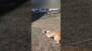 Собака из приюта😲/ проблемы в поведении/ адаптация собаки #агрессия #дрессировка #дворняжка