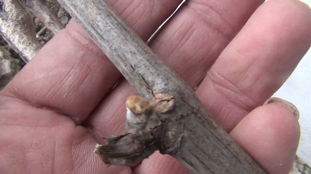 1 я весенняя обработка винограда в Средней полосе смотреть онлайн