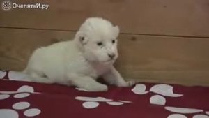 Львёнок учится рычать