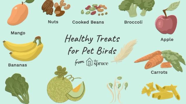 Information about Cockatial parrot  Lifespan,Price,Breeding,Variety,#cocktail Information#cockatiel