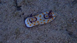 Goniobranchus annulatus.Симпатяга такой.)
 Шератон Сома Бэй. Египет.
Март 2025 с Лилия Драч.