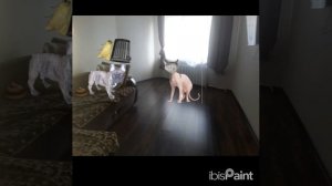 моль вернулась (смешной мультик)