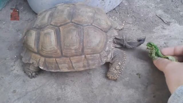 Turtle likes eating lettuce but likes being pet even more! смотреть онлайн
