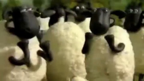 Овца! Овца! Овца!