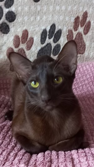 УТРО С МОИМИ КОТИКАМИ