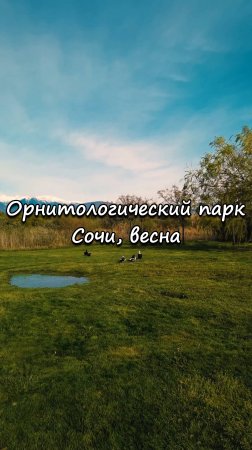 Орнитологический парк, Сочи. Весна