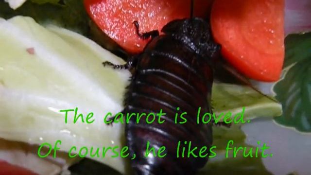 Gromphadorhina oblongonota is eating the Carrot. смотреть онлайн