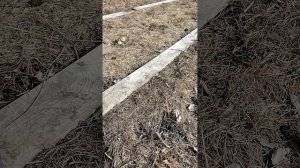 Мульча для клубники