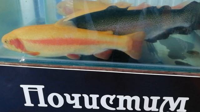 Огромная форель в рыбном павильоне. гор. Нальчик смотреть онлайн