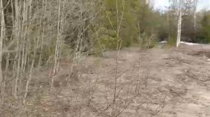 2 часть работа лаек по лосю oxota.prof