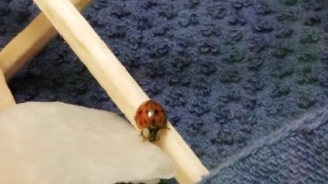 New home for our winter ladybugs смотреть онлайн