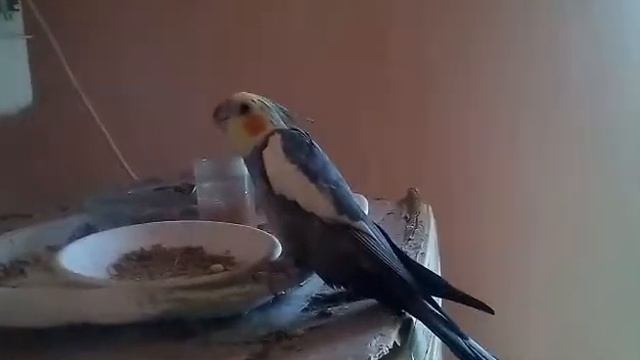 Попугай Дюри смотреть онлайн