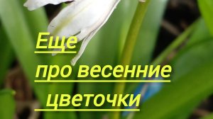 Желтяк весенний, хохлатка плотная, пролеска сибирская