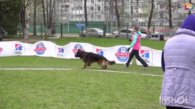 SAN-RATHELLE ENDZHOY LAYF в ринге. Владелец:Наталья Шихель