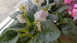 Фиалка Джиллиан.