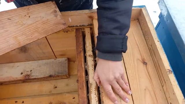 осмотр пчел у тещи. смотреть онлайн