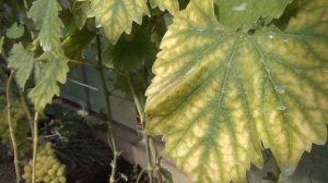 Обзор сортов в теплице. Часть 1. Достоинства сортов. В гостях у Саши