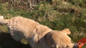 Собака лабрадор купается в грязи