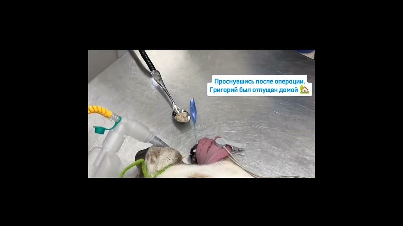 Собака съела ложку! #ветеринар #ветклиникакосточка смотреть онлайн