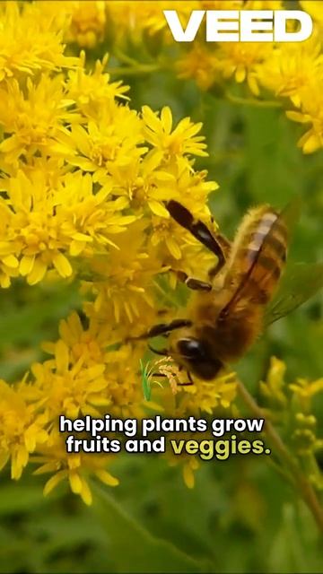 6 Fascinating Honeybee facta for kids! #shorts #shortvideo #reels #insects #animals смотреть онлайн