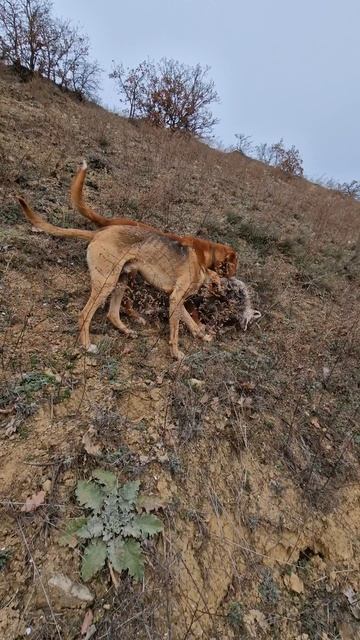 симба и лиса смотреть онлайн