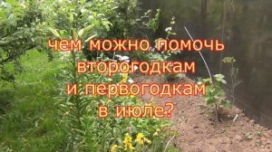 Помощь саженцам винограда в июле. 3 серия